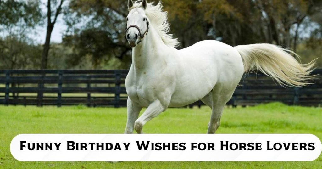 Funny Birthday Wishes for Horse Lovers